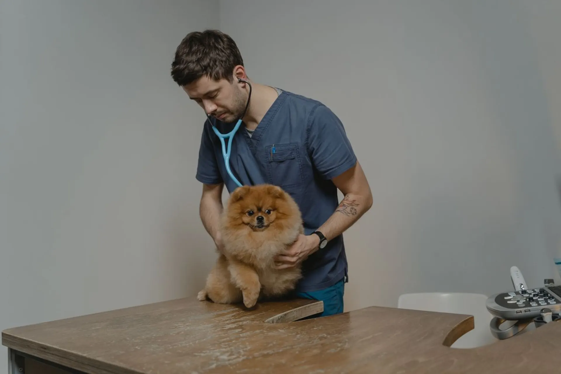 A veterinarian gently examining a small dog with a stethoscope in a calm exam room