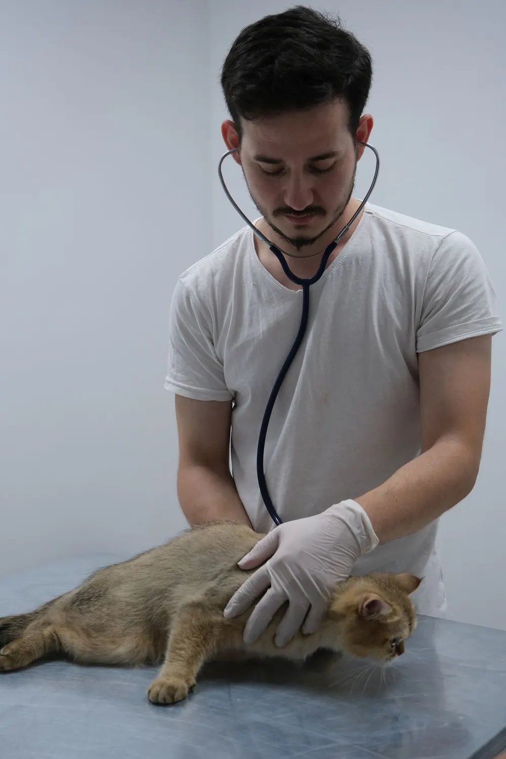 A veterinarian calmly listening to a cat's heartbeat with a stethoscope